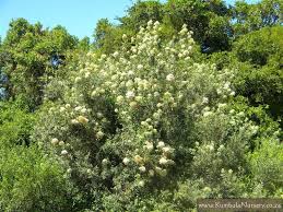 Image result for Buddleja saligna