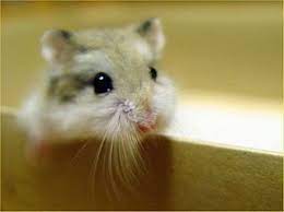 A syrian needs a little bigger, 90x60x6o cm (35x20x30 in) and a female syrian hamster cage is 100x60x60 cm (39x20x20 in). Dwarf Hamster Care How To Take Care Of Your Dwarf Hamster Hamster Dwarf Hamster Dwarf Hamster Care