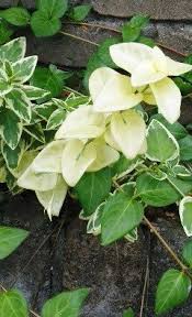 ツル植物で一部分の葉が白いこれの名前をおしえてください アルビノといっ Yahoo 知恵袋
