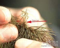 Image result for Ceratophyllum