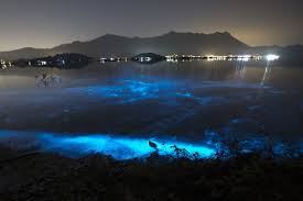 This happens almost once a year in san diego. Sea Sparkle Eerie Blue Glow Off Hong Kong Blamed On Pollution