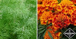 We did not find results for: Organic Pest Control In The Garden Gardening Channel
