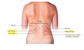 The sternum is located in the midline anteriorly, immediately beneath the skin. Where Are The Kidneys Situated In The Body Quora