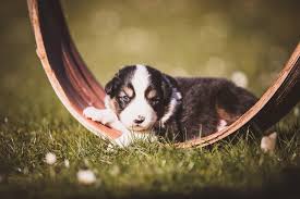 Auch wenn es eine alte methode ist, hat sie in der gängigen praxis immer noch ihre eines soll er definitiv nicht. Laufigkeit Der Hundin Colored Eyes Aussies