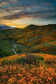 Tom's best spring dispersed camping. Photos After Winter S Onslaught Of Storms It S Wildflower Showtime In Southern California Photos After Wild Flowers California Wildflowers Nature Aesthetic