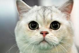 Lng Petrol Yataklarinin Uzerinde Biriken Bir Gazdir Yukaridaki Cumle Dogru Mu Yanlis Mi Eodev Com