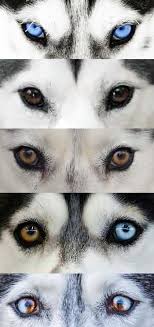 This is the website i got the info from: All About Husky Eye Colors Husky Owner