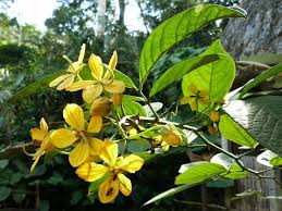 Image result for Senna bacillaris