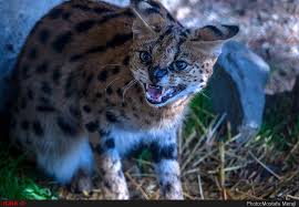 باغ وحش تفلیس از دریچه دوربین In 2020 Photojournalism Photography Projects Animals