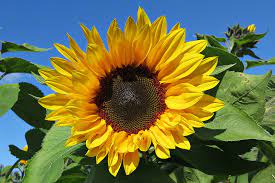Mit diesen tipps für sonnenblumen gedeihen die pflanzen optimal. Sonnenblume Blute Vom 8 Oktober 2017 Foto Bild Pflanzen Pilze Flechten Bluten Kleinpflanzen Jahreszeiten Bilder Auf Fotocommunity