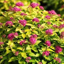 Image result for spirea japonica gold princess