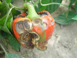 Serenade fungicide will fight tomato diseases for you serenade is a product by beyer. Preventing Anthracnose In Peppers And Tomatoes Ohio Veggie Disease News