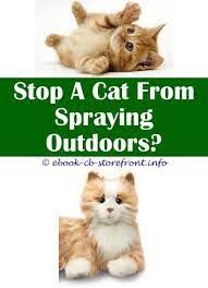 6 Courageous Hacks Raid Flea Carpet And Room Spray Cats Cat Stopper Repellent Spray Orange Spray To Keep Cats Off Furniture Will My Cat Stop Spraying After She