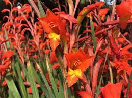 Image result for Gladiolus dalenii