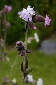 Image result for Silene kiwuensis