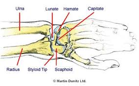 Image result for Capitate Bone