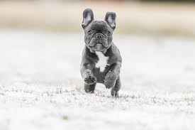 Old english bulldogs and french bulldogs do not shed a lot, however please note that like all dogs they do shed, and yes they both get along fairly well with children, with french bulldogs. Blue French Bulldog Breed Info 5 Must Know Facts Perfect Dog Breeds
