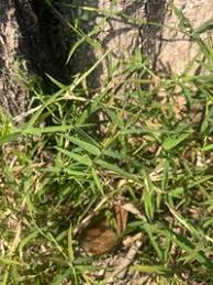 Image result for Cynodon nlemfuensis