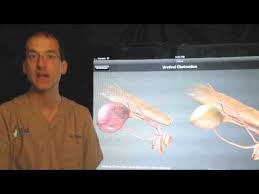 Does your cat need surgery? Perineal Urethrostomy Pu In The Cat Youtube