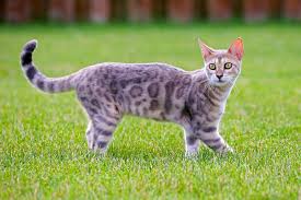 Selamat datang di toko kami1487721320diperkaya nutrisi untuk menjaga pertumbuhan otot kucing bengal. Kucing Bengal Si Kucing Hutan Yang Lucu Tips Memilih Kucing