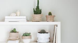 Succulents and cacti need soil that drains water quickly, instead of holding on to it. How To Grow And Care For Indoor Cactus Plants