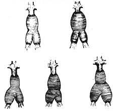 Although it is new and contemporary in styling it is designed to endure in function and aesthetics in the catalina tradition. Postoperative Dilation Of Knitted Dacron Aortic Bifurcation Graft Journal Of Vascular Surgery