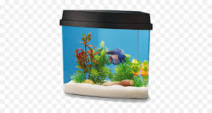 I noticed also that petco have better betta than petsmart regarding coloration but petsmart betta are cheaper than petco hehe. Betta Fish Aquarium And Tank Decorations Petsmart National Decorating Betta Fish Tank Png Free Transparent Png Images Pngaaa Com