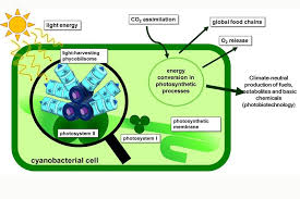6.2 in eukaryotes, chloroplasts carry out photosynthesis. A Small Protein In Bacteria Overlooked Up To Now 2021 Wiley Analytical Science