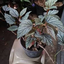 Angel wing begonias produce beautiful flowers in a range of colors from white, pink, orange, and red, but they also require plenty of water and warm temperatures. Tanaman Begonia Angel Wing Cane Shopee Indonesia
