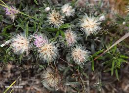 Image result for Dicoma anomala