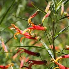 Image result for Scleria laxiflora