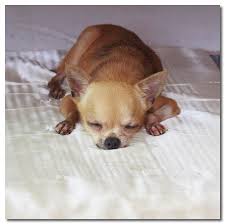 Learning how to potty train your puppy is one of the first things you need to teach your puppy. Chihuahua Potty Training And Housebreaking