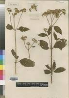 Image result for Bothriocline