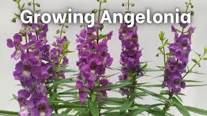 Image result for Angelonia
