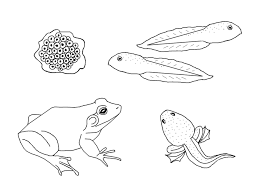 2 frogs lay their eggs in water. Butterfly Black And White Clipart Frog Butterfly Drawing Transparent Clip Art