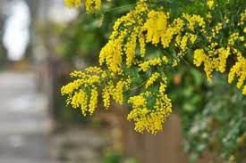 Bailey Acacia Information How To Grow Bailey Acacia Trees In The Landscape Acacia Tree Invasive Plants Acacia