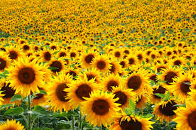 How to use field in a sentence. 9 Texas Sunflower Fields Farms That You Can Actually Visit