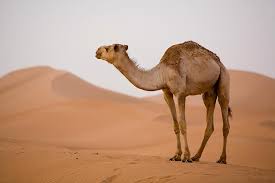 Domesticated camels weren't known in israel until about 900 b.c., when there were major changes in copper production throughout the region. Mers Vaccine Protects Camels Which Is Good For People Scientific American