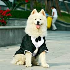 Kopek Dugun Suit Erkek Kopek Giysileri Smokin Corgi Bulldog Samoyed Husky Golden Retriever Giyim Pet Ceket Ceket Kiyafet Dropship Kopek Mont Ve Ceketleri Aliexpress