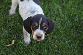 Pin On Blue Tick Coonhound