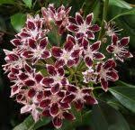 Mountain Laurel Ii Kalmia Latifolia Kalmia Latifolia Mountain Laurel Pink Flowers