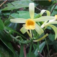 Image result for Vanilla crenulata