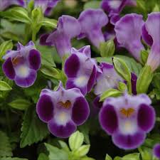 Image result for Torenia thouarsii