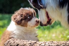 Check spelling or type a new query. How To Achieve A Successful Puppy And Older Dog Meeting Tailored Pet Services Llc