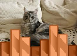 How To Keep A Maine Coon Growth Chart Maine Coon Guide