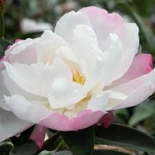 Poor drainage is generally the cause of root problems, resulting in root rot. Garden Information At Twigland