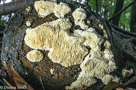 Image result for Heteromorpha