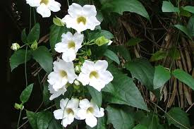 Image result for Thunbergia reticulata