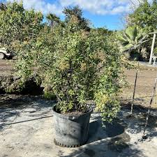 Image result for Lawsonia inermis