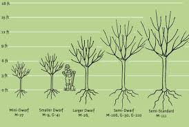 Maybe you would like to learn more about one of these? Growing Fruit Trees The First 3 Years Cloud Mountain Farm Center Nursery